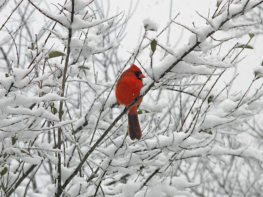 Cardinals in Snow Wallpaper