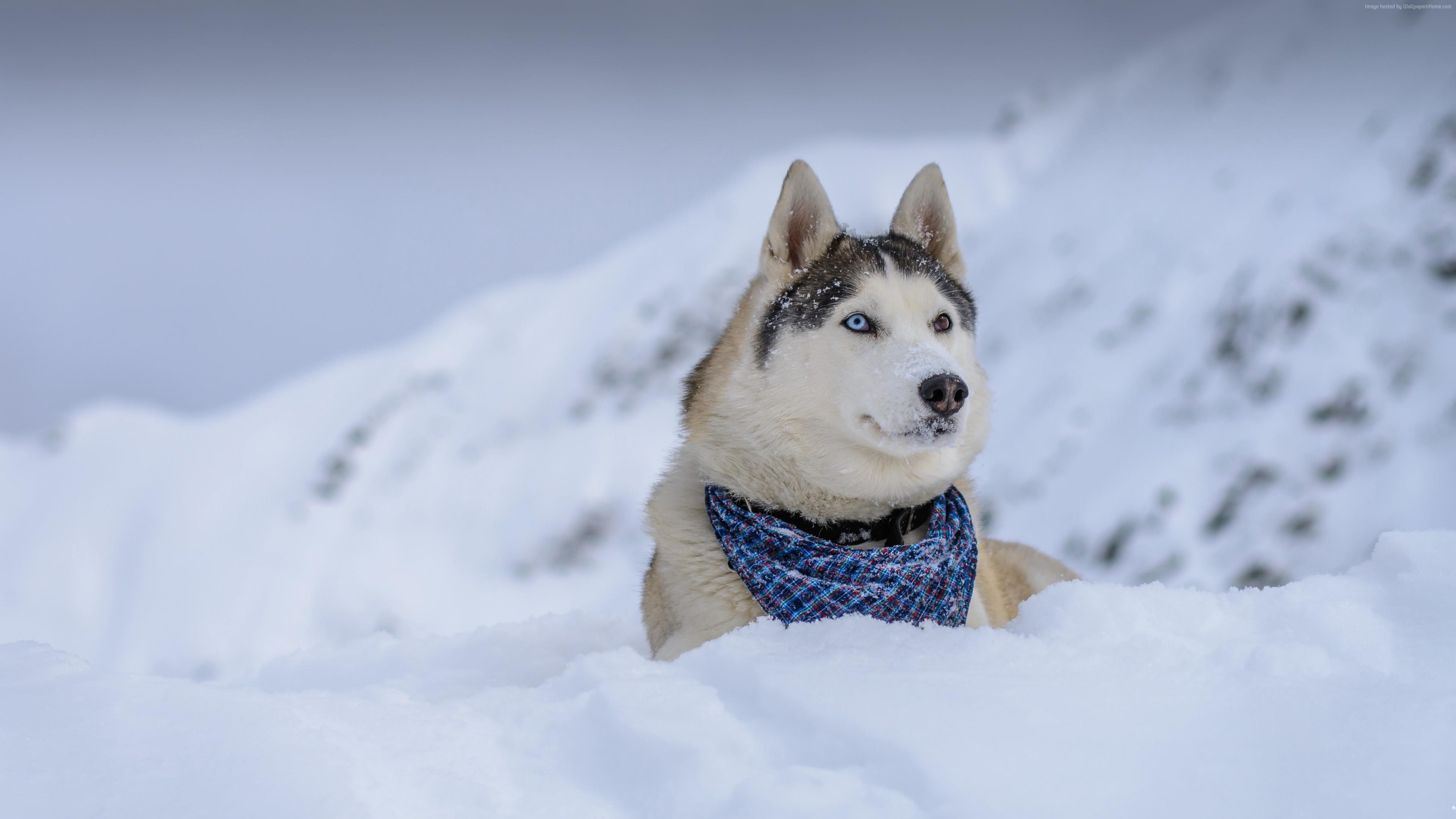 Wallpaper Dog, Husky, Cute Animals, Snow, Winter, 5k
