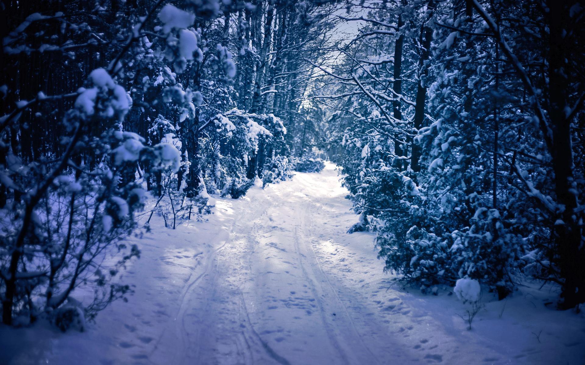 Winter snow forest trees road wallpaperx1200