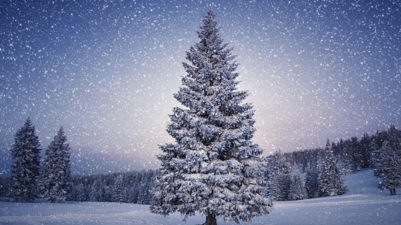 Wallpaper Pine trees, Winter, Snowfall, HD, Nature