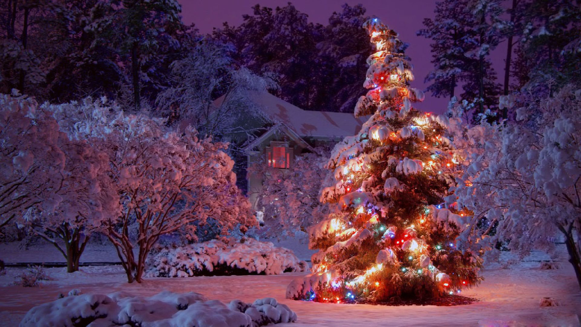 Christmas Lights Tree HD Wallpaper Wallpaper & Background Download