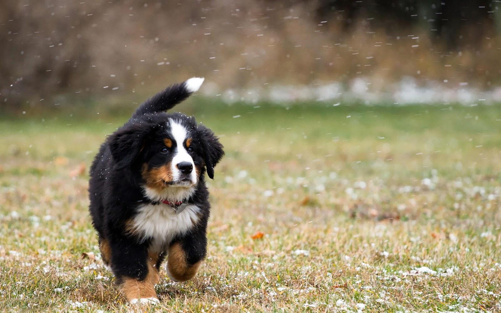 Bernese mountain dog in the snow. HD Animals Wallpaper