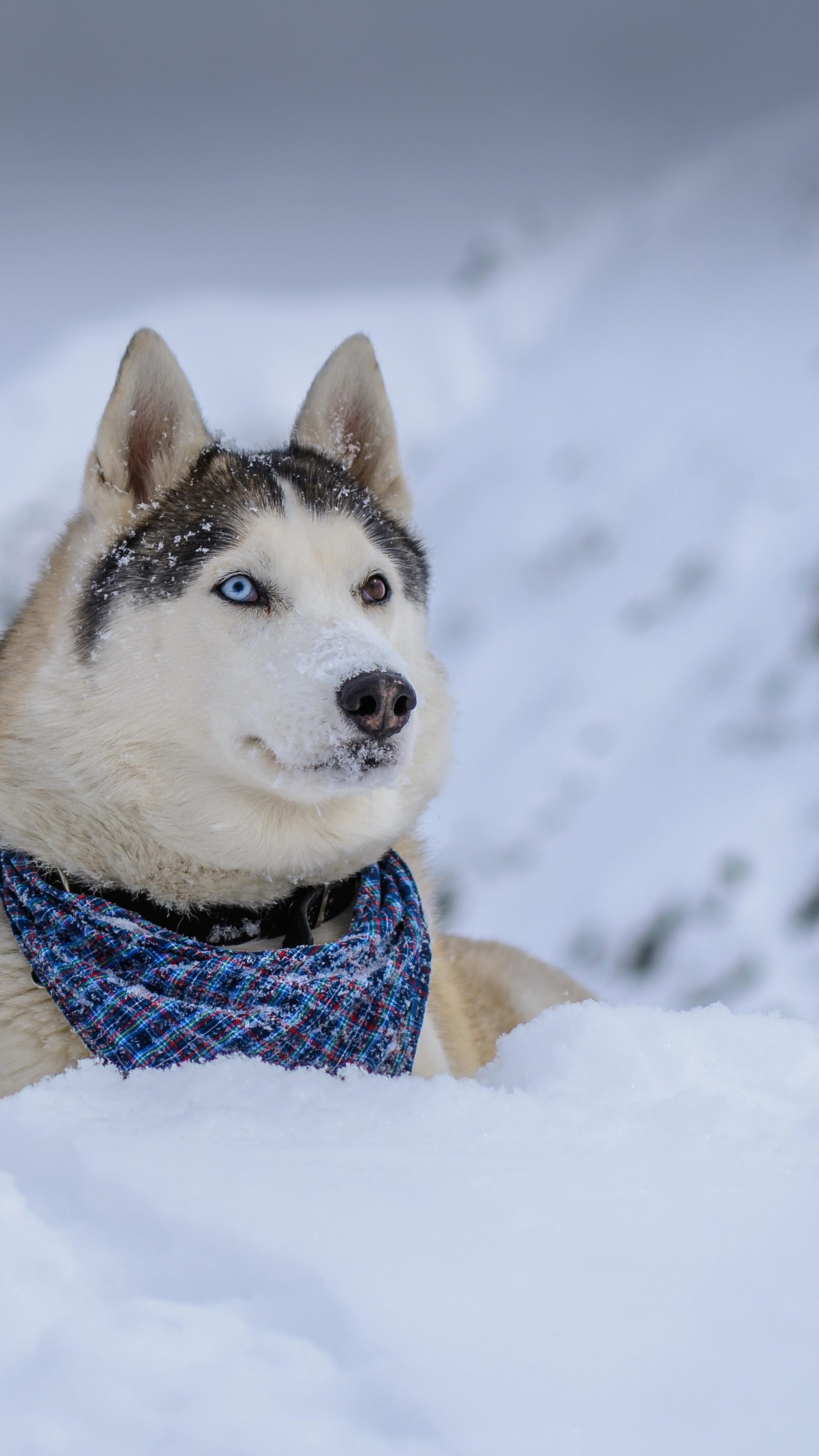 Wallpaper dog, husky, cute animals, snow, winter, 5k