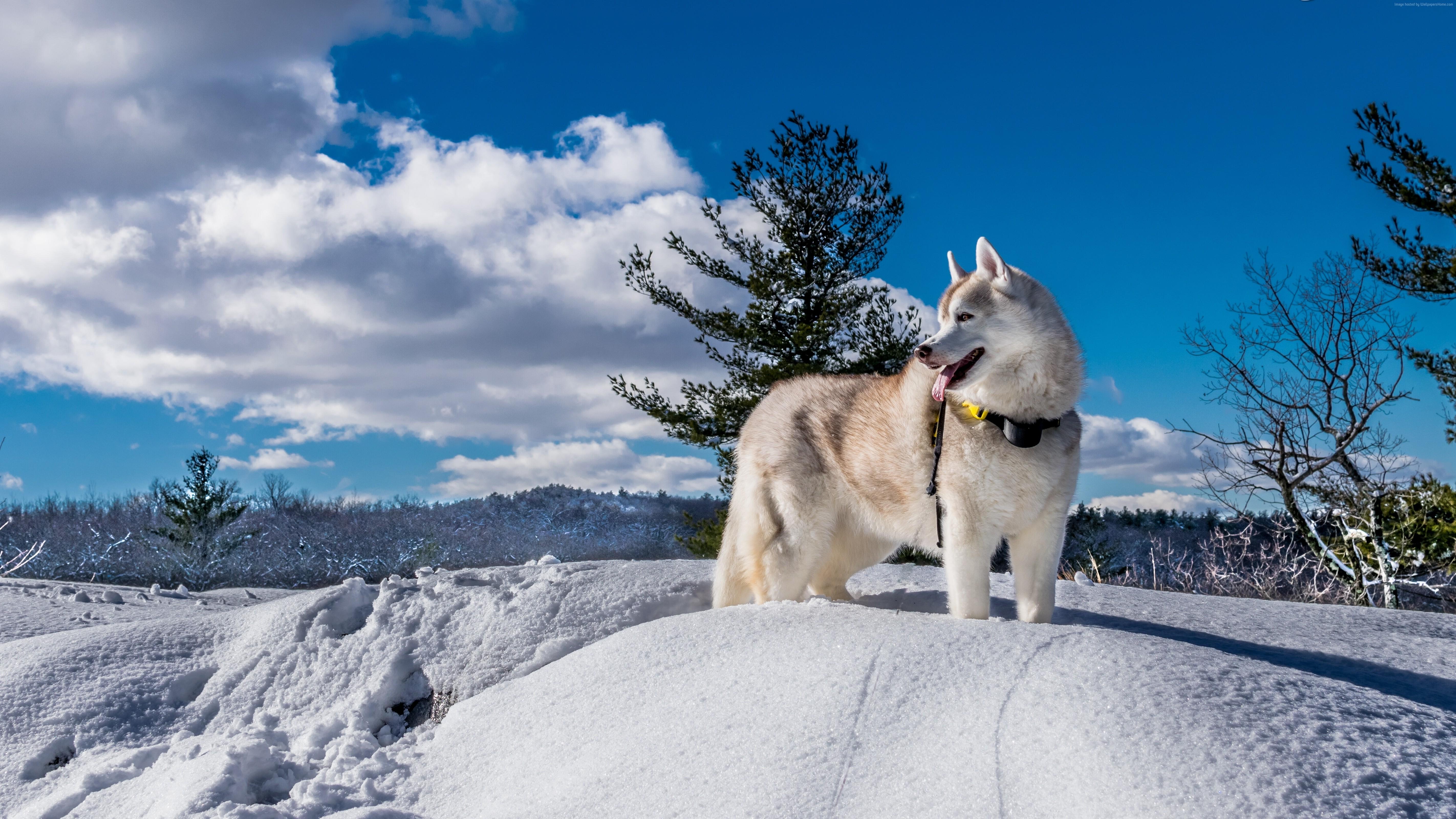 k, #winter, #husky, #snow, #dog, #cute animals HD Wallpaper