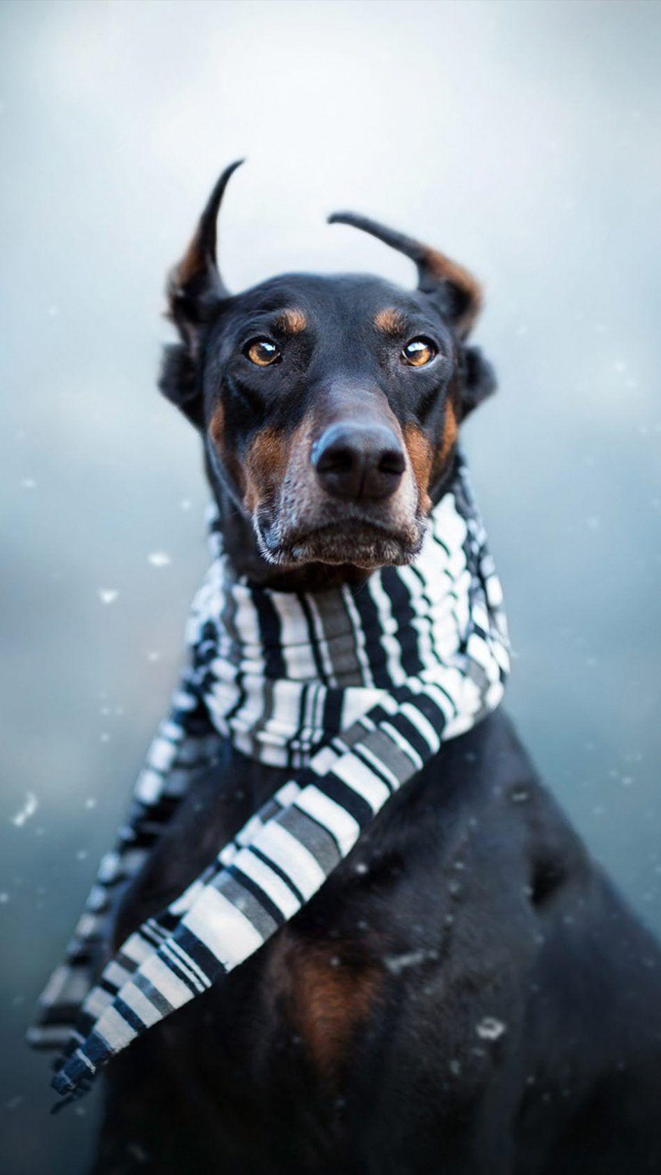 Doberman Pet Dog Winter Scarf. Doberman, Pet dogs, Dogs