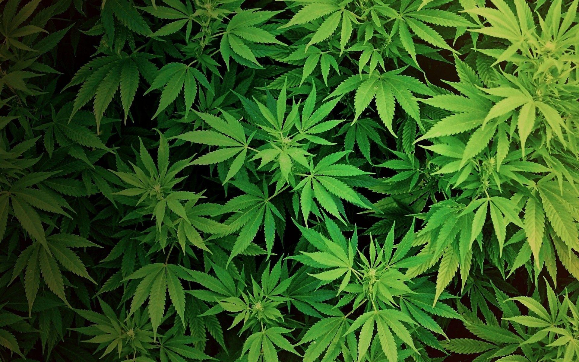 Free PS4 Weed Wallpaper