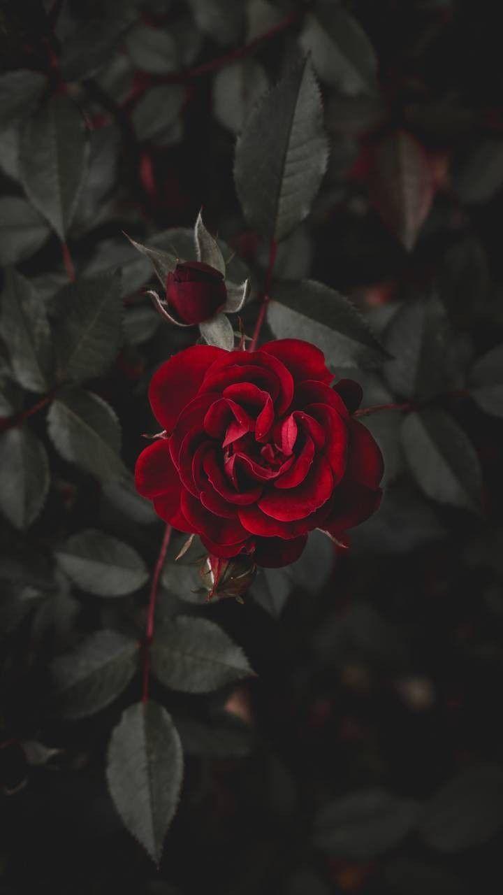 red, garden roses, flower, rose, petal, rose family, iphone