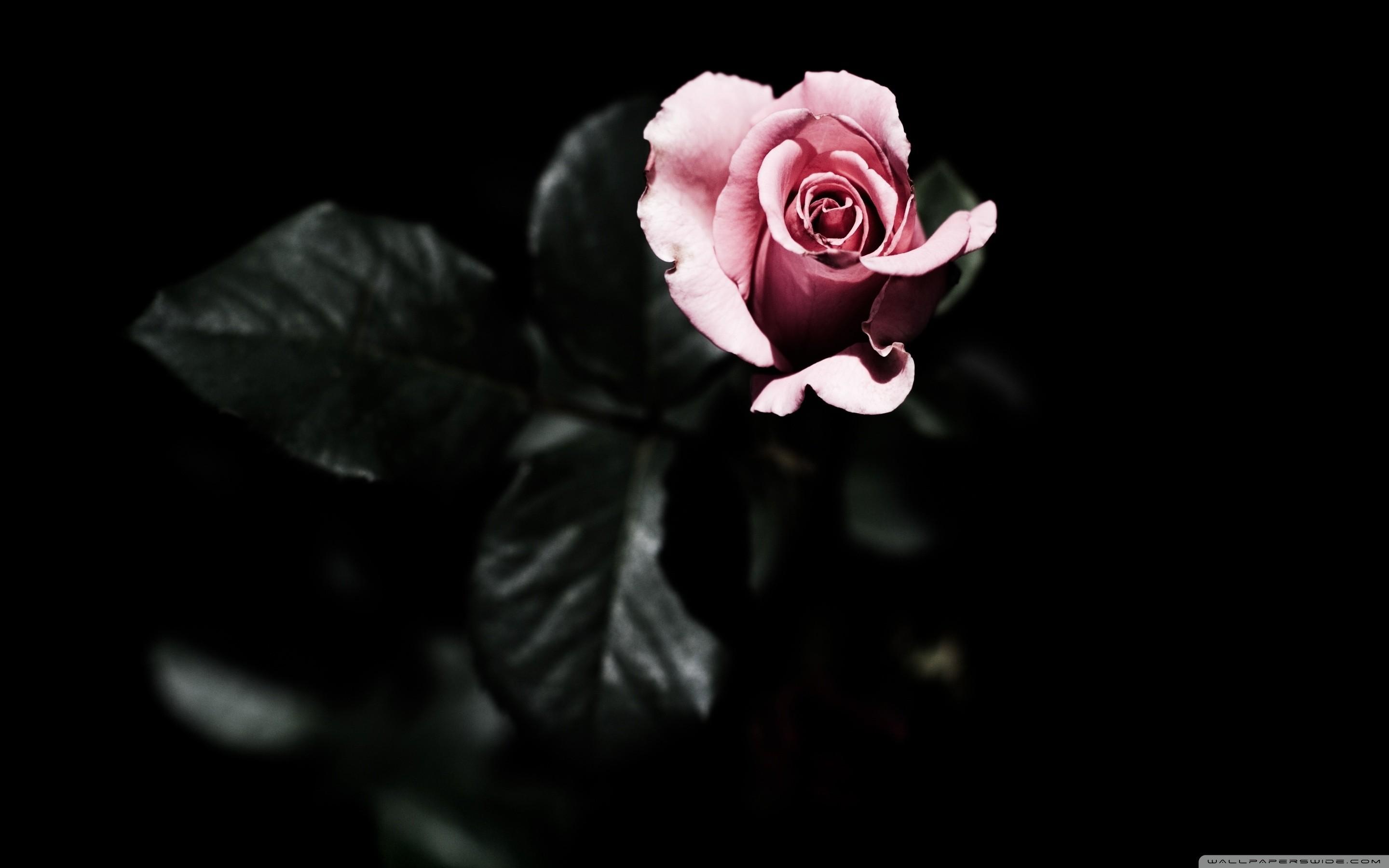 flowers, Rose, Fire, Gothic Wallpaper HD / Desktop