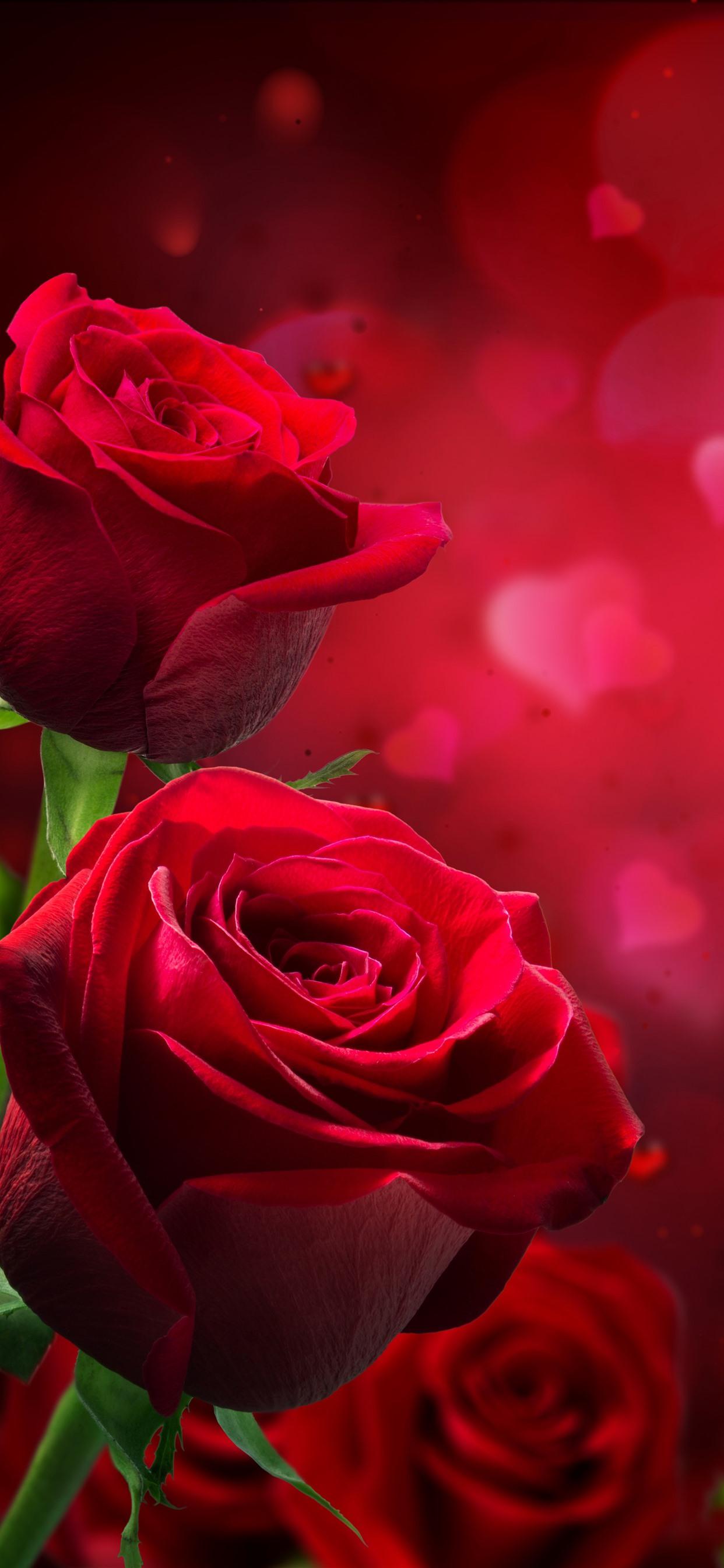 Red roses, love hearts, hazy, romantic 1242x2688 iPhone XS