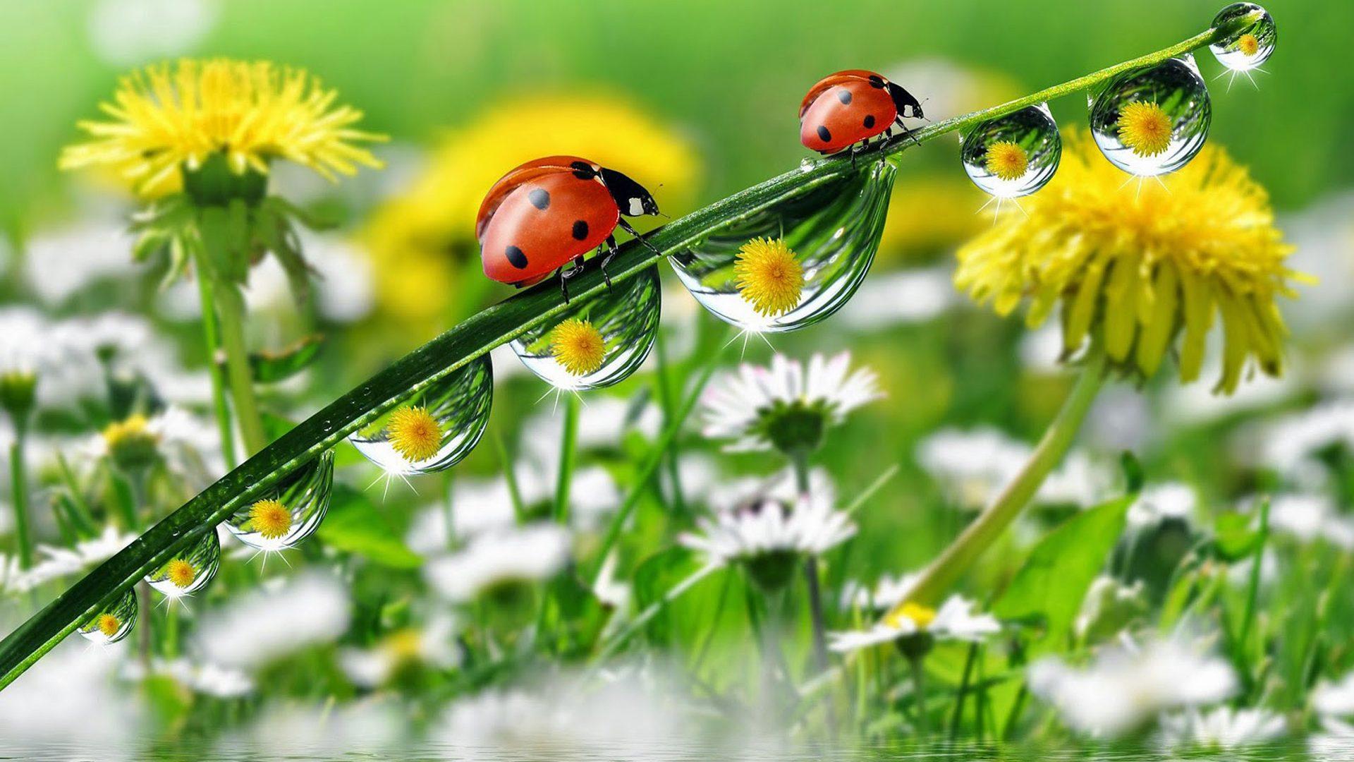 Morning Dew Drops Grass With Water Ladybug Yellow Meadow