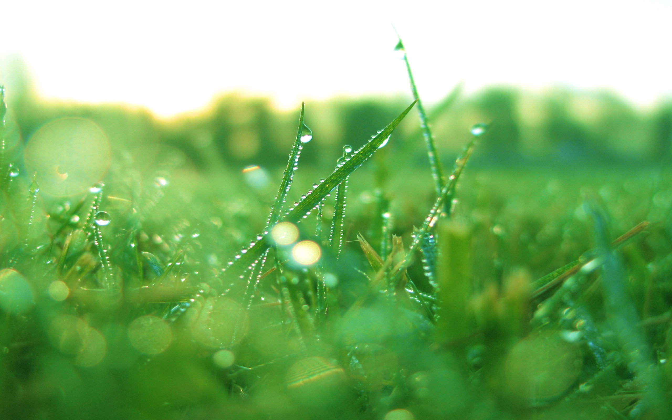 Download 2560x1600 Grass, Morning Dew, Scenic, Photography