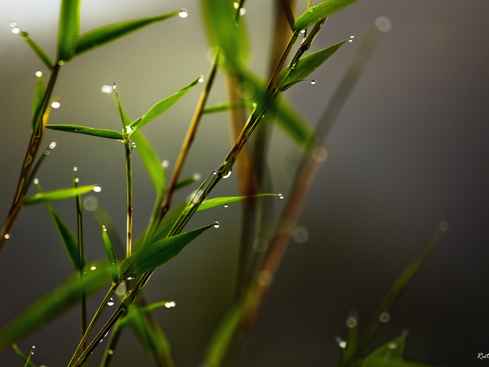 spray, Leaves, Morning, Dew grass, Macro, Bamboo Desktop