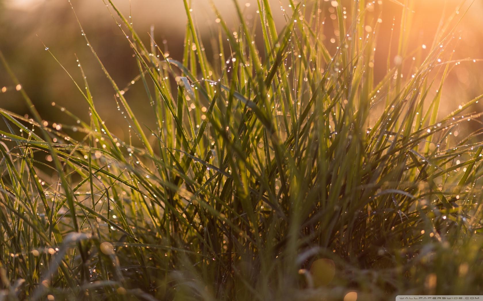 Morning Dew Drops on Grass Ultra HD Desktop Background