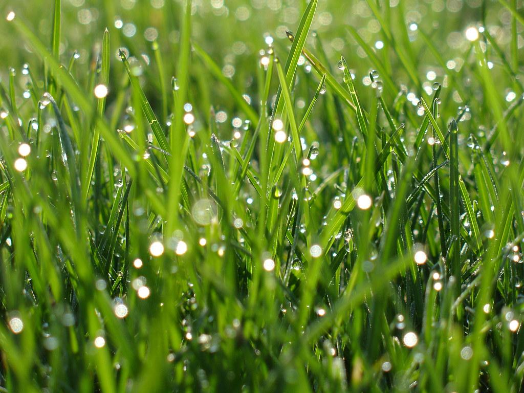 Morning Dew Droplets on Grass. Taken May 2008. Mama