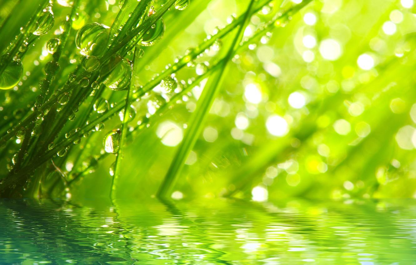 Wallpaper grass, water, drops, macro, rays, nature, Rosa