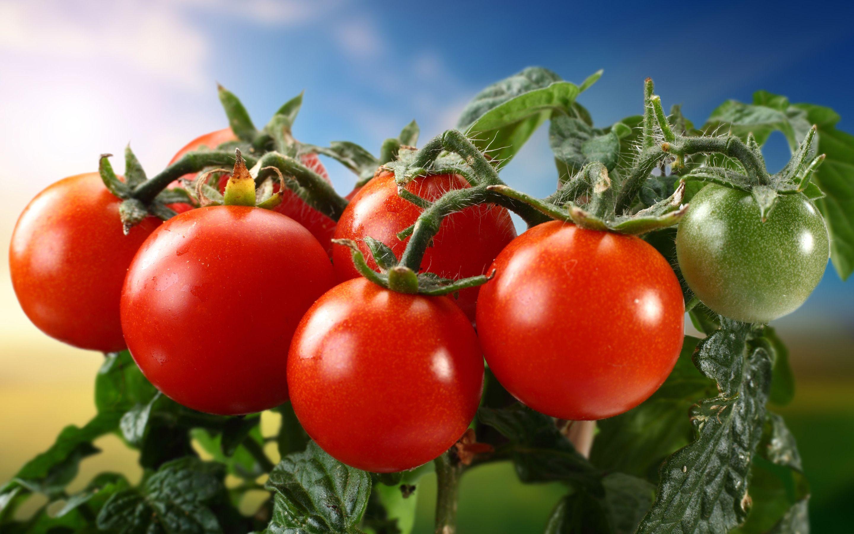 Are you looking for Tomato HD Wallpaper? Download latest