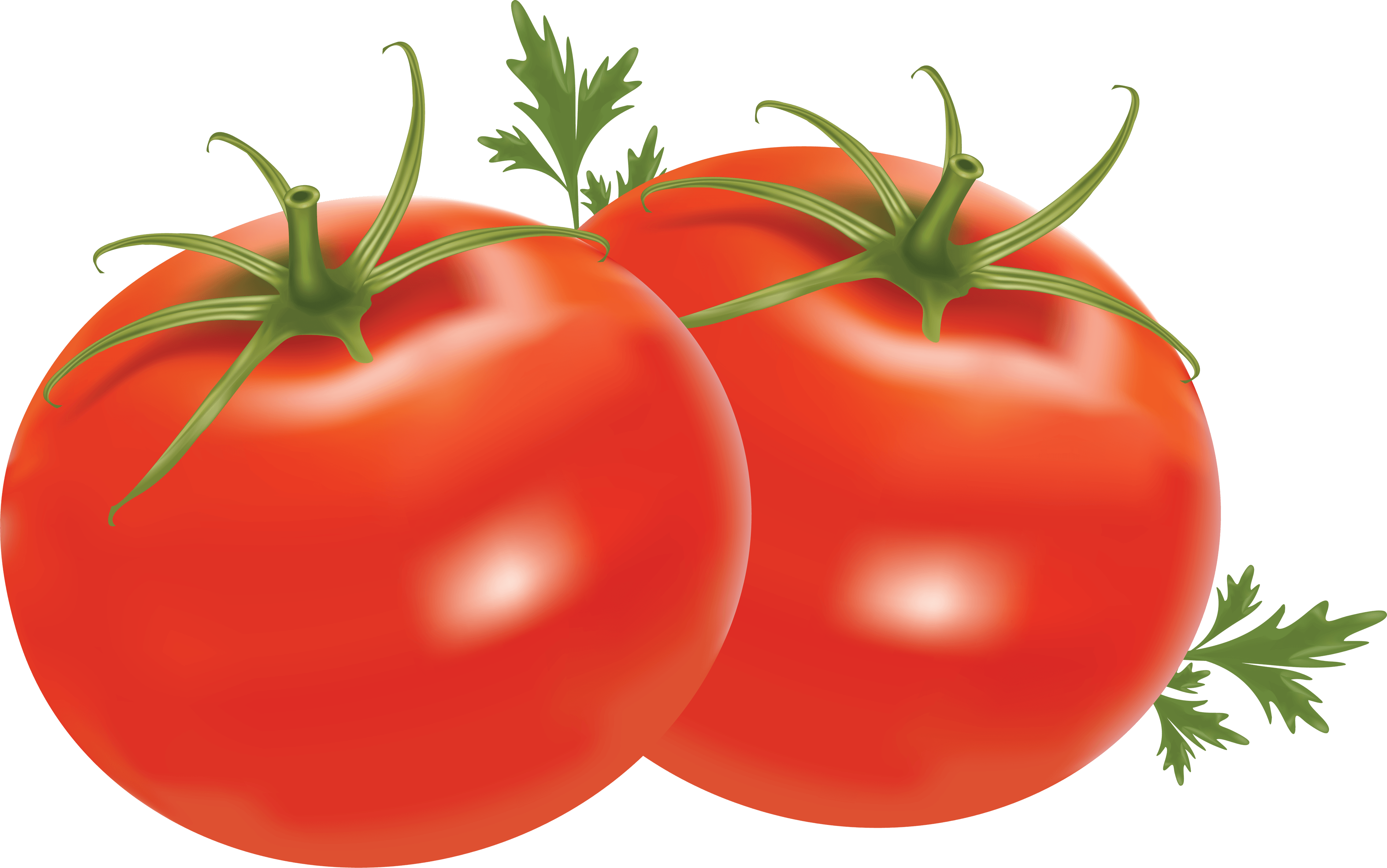 Tomato PNG HD Transparent Tomato HD PNG Image
