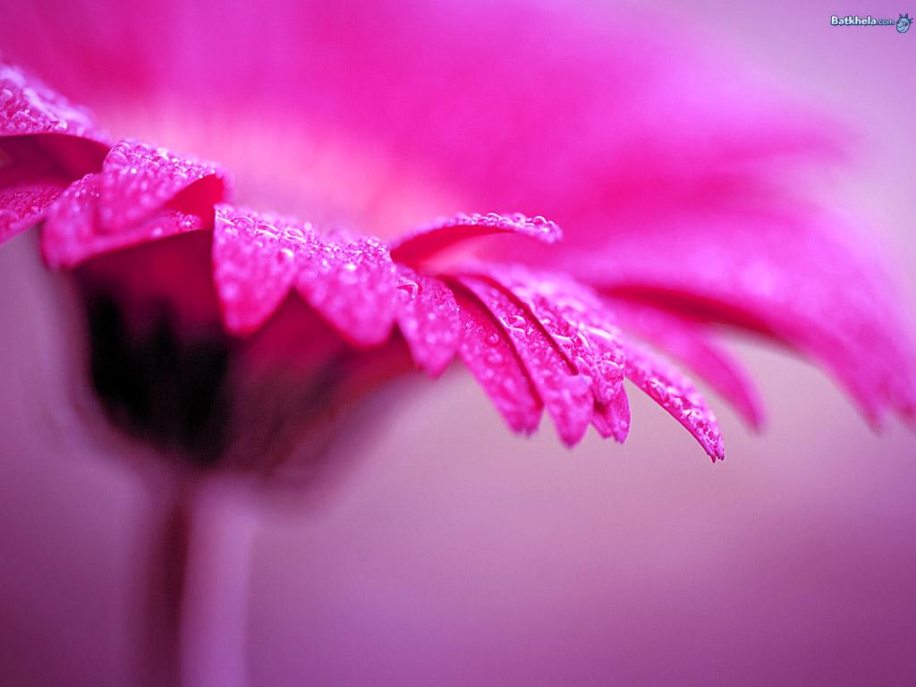 Free download Flowers image lovely ness HD wallpaper