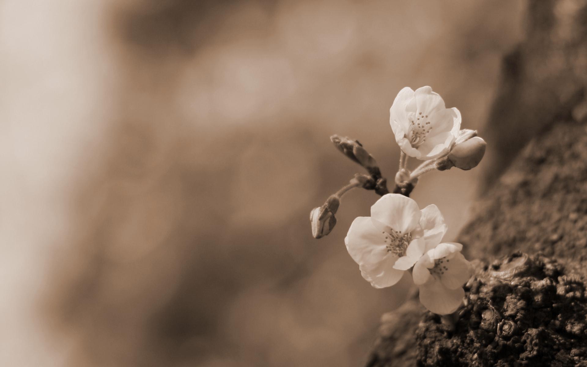 Lovely Sepia Wallpaper 38552 39433 Hd Wallpaper