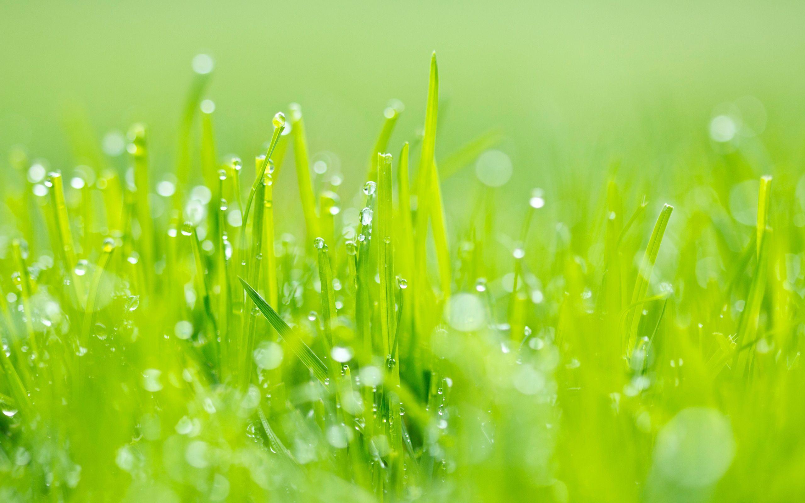 Lovely Grass Wallpaper HD Wallpaper. Green grass, Grass, Green