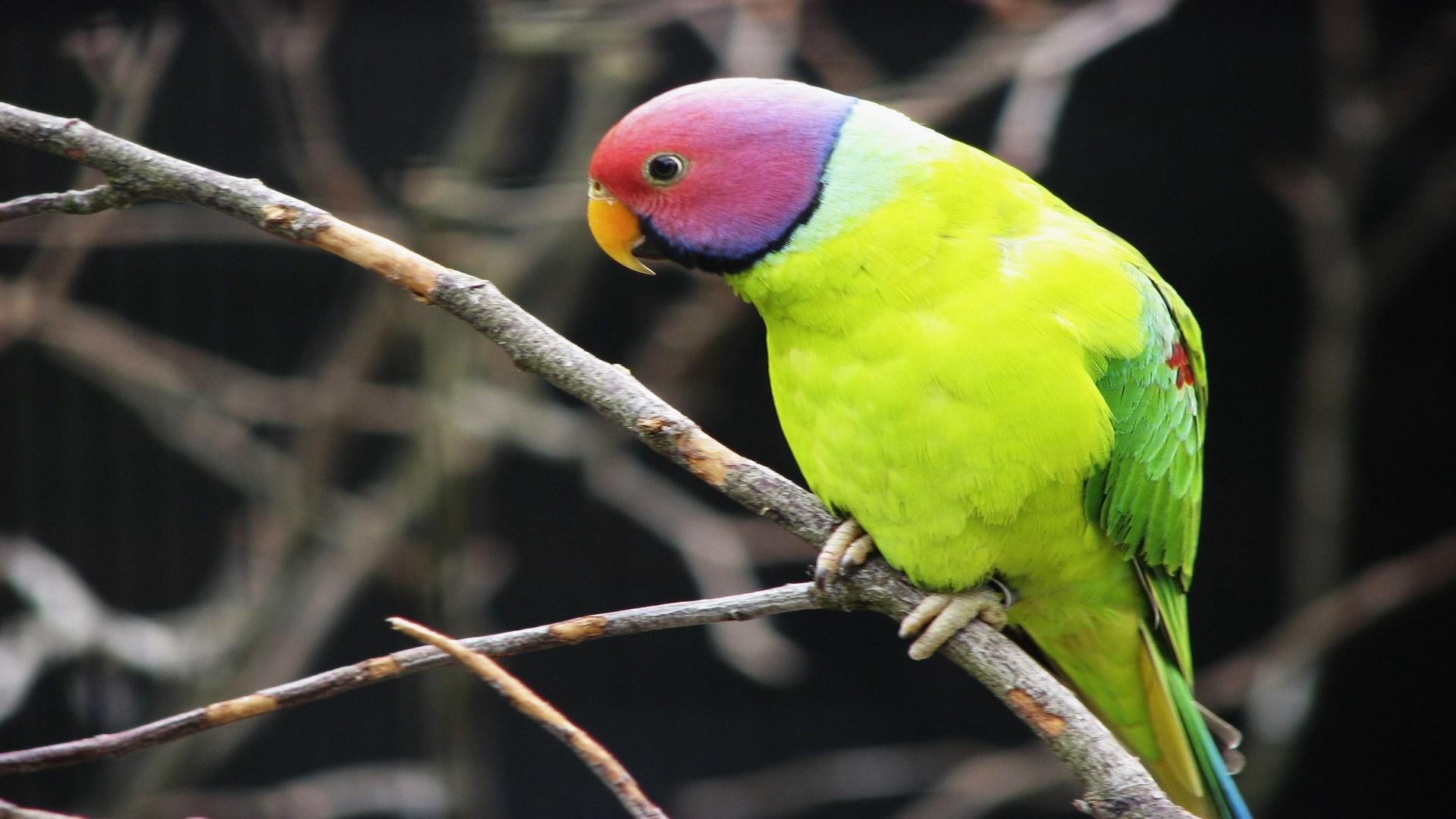 Free Download Lovely Hd Wallpaper Of Parakeet Bird Best