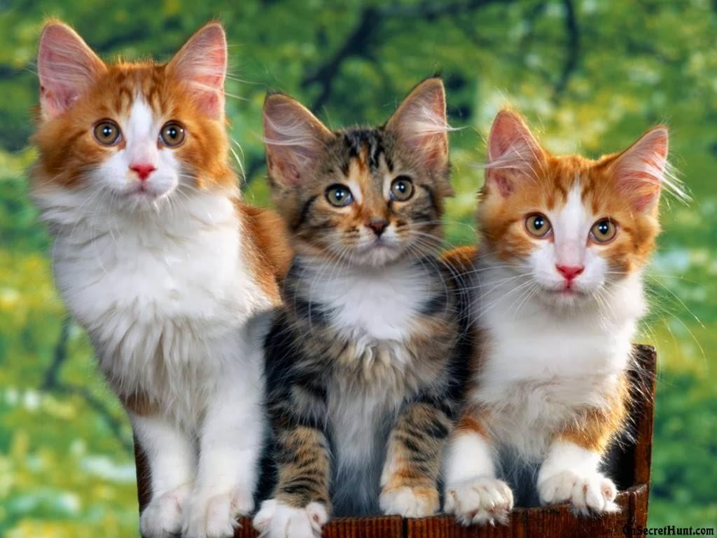 all about insurance: Three cats wallpaper free