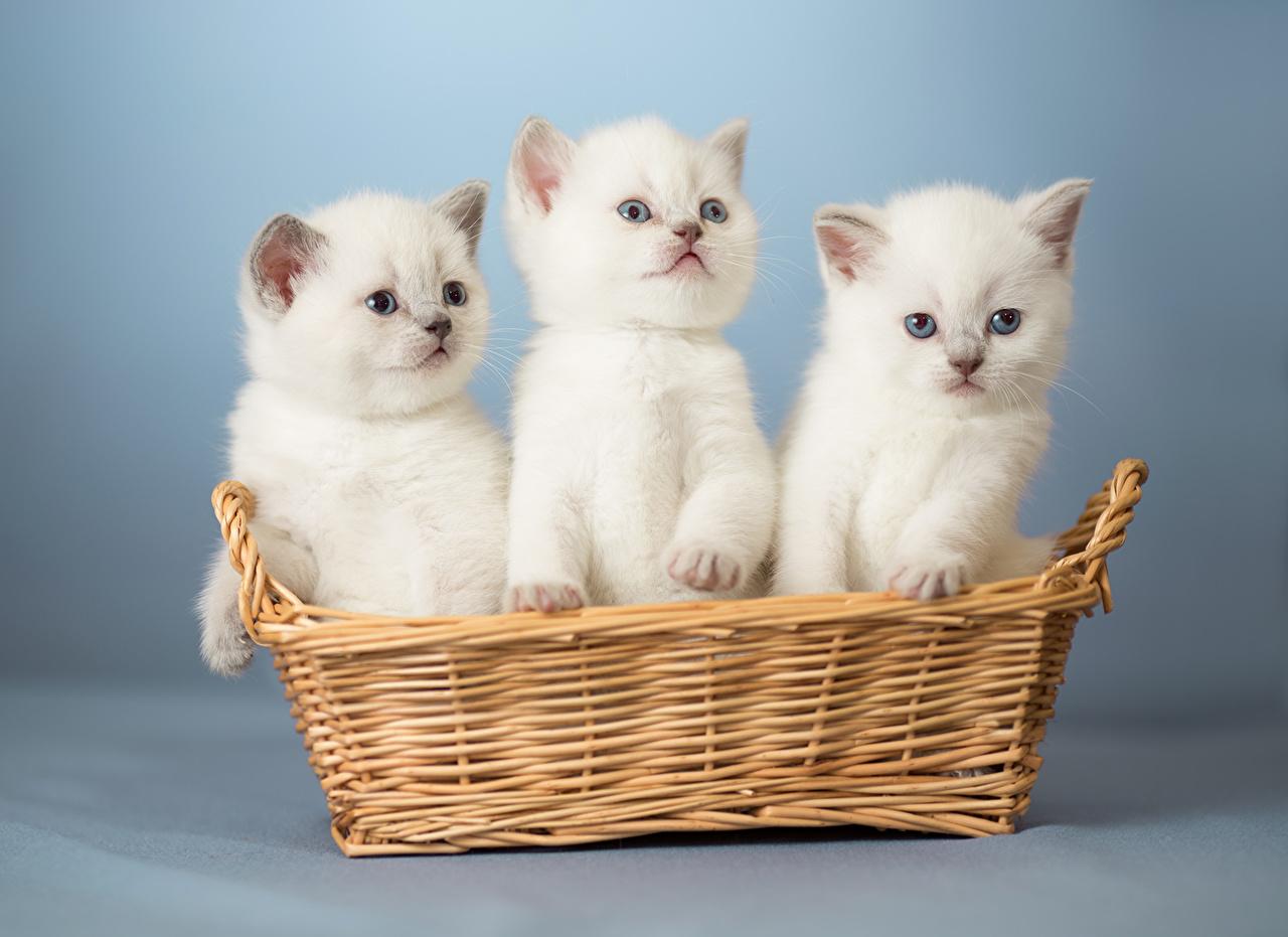 Desktop Wallpaper Kittens cat White Wicker basket Three 3