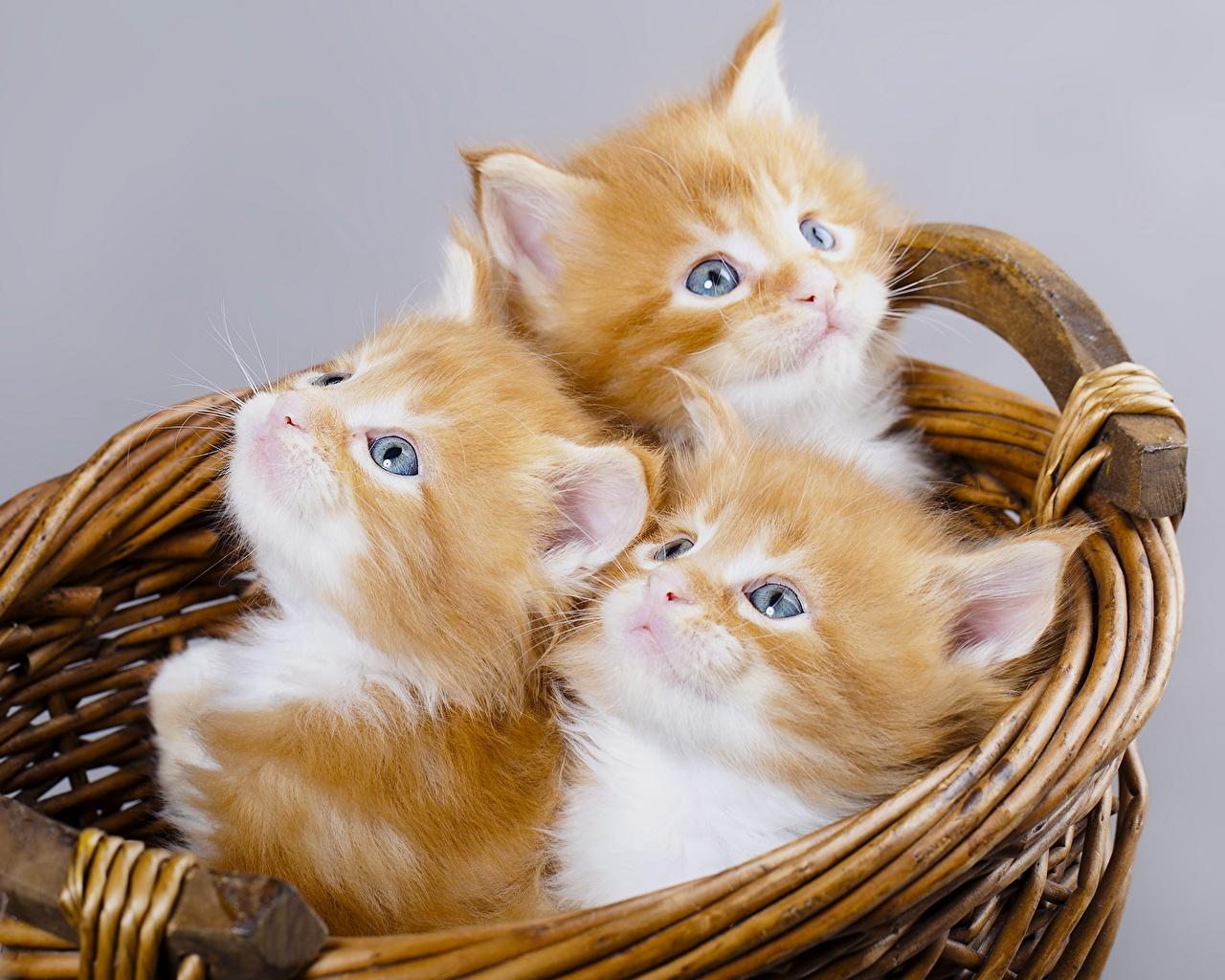 Picture Kittens Cats Ginger color Wicker basket Three 3 Animals