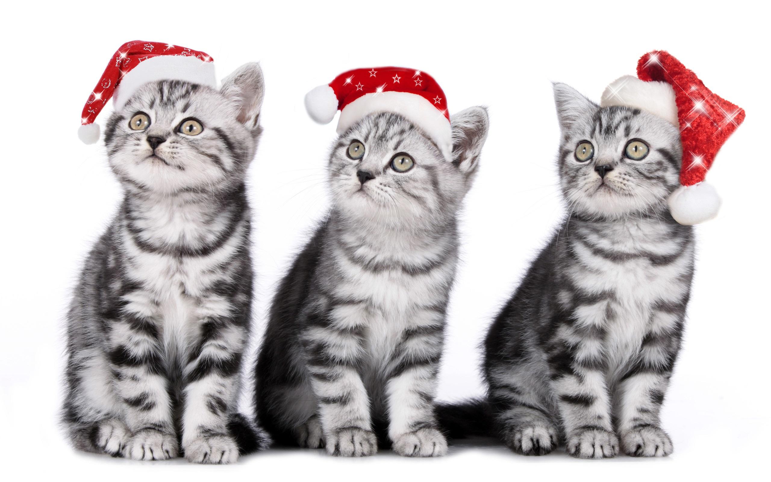 Wallpaper Three cats, kittens, Christmas hat 2560x1600 HD
