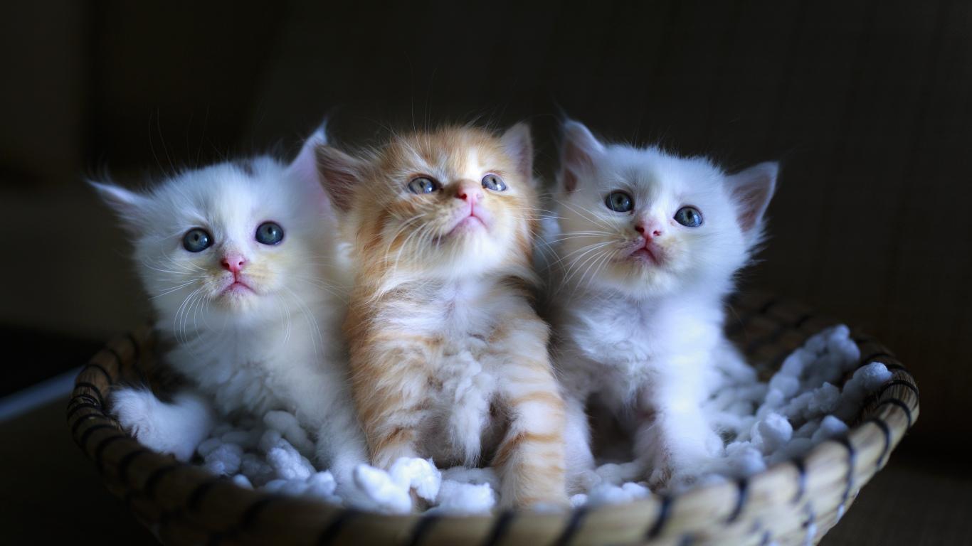 Three little kittens in a basket Desktop wallpaper 1366x768