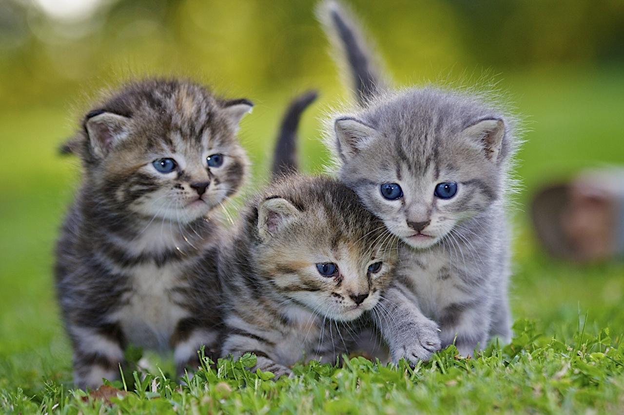 image Kittens cat Fluffy Grass Three 3 Animals
