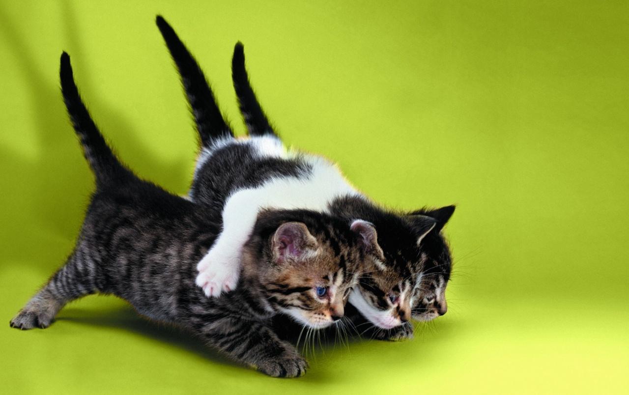 Three Kittens Playing wallpaper. Three Kittens Playing