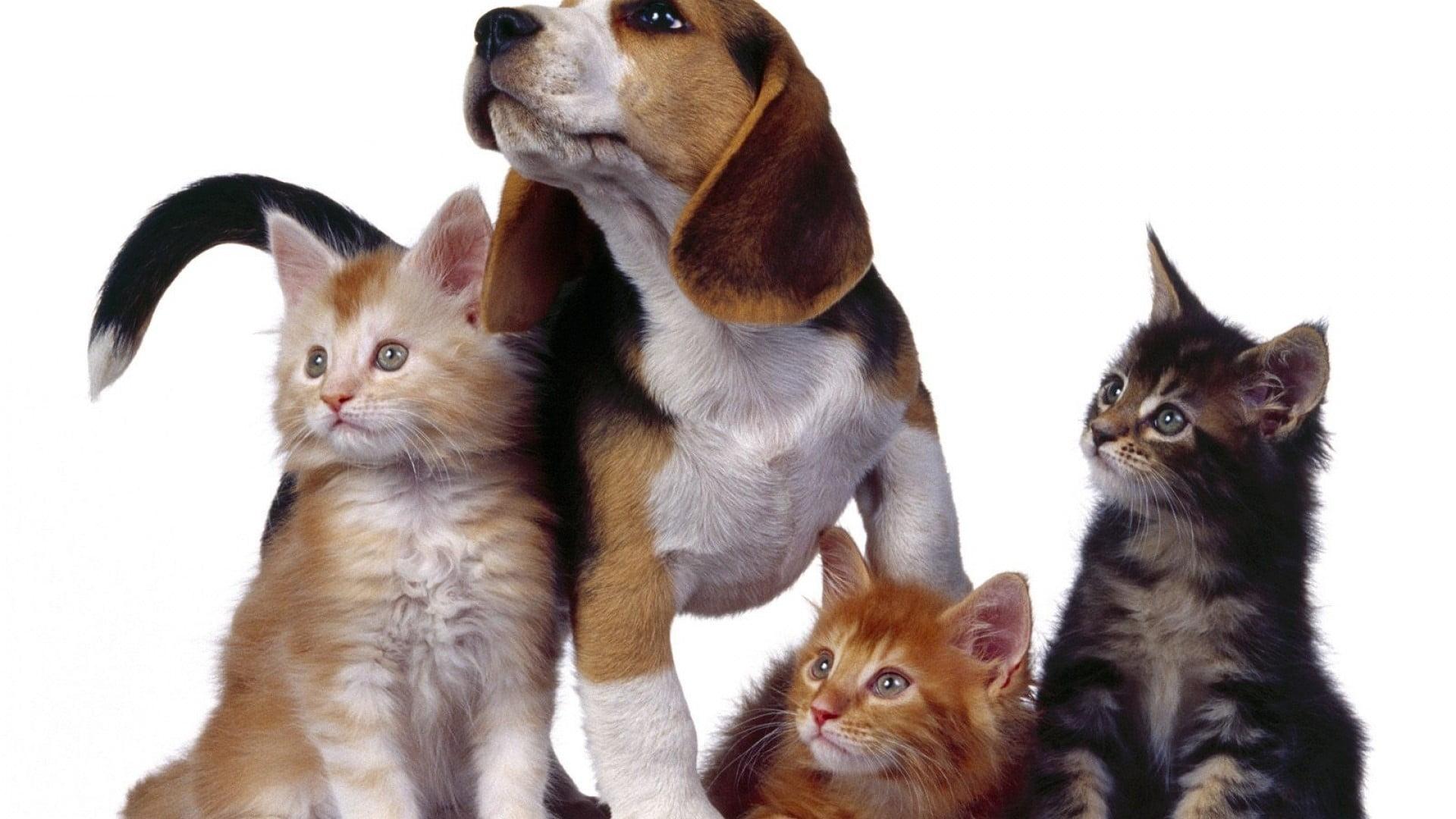 Three cats and one dog HD wallpaper