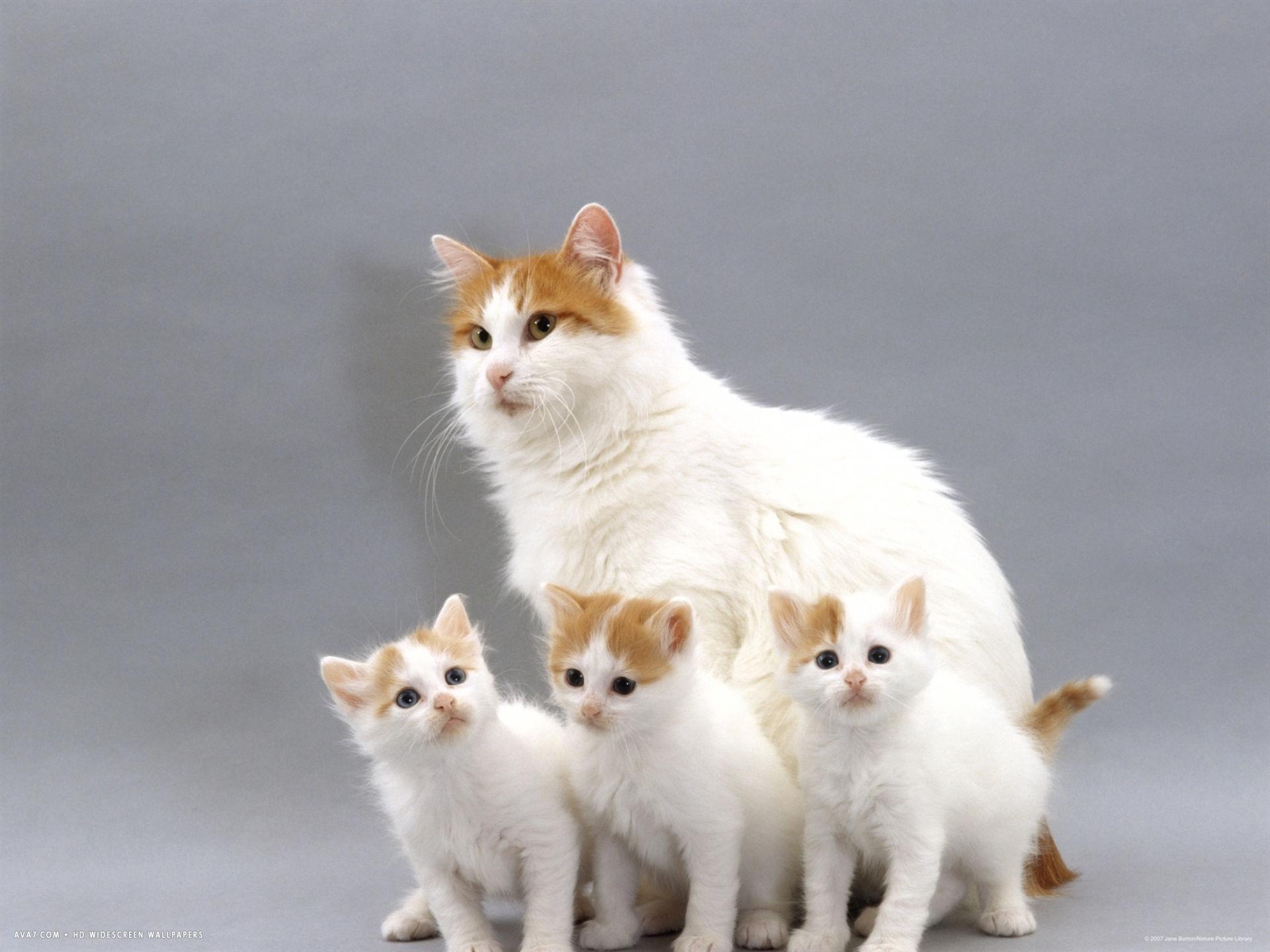 turkish van mother with three kittens. turkish van cat HD