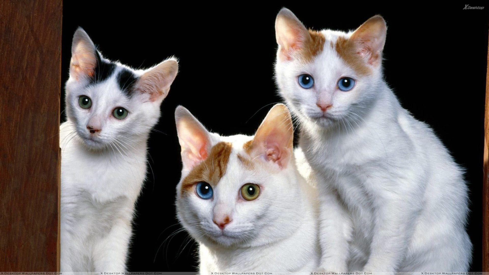 Picture v.4.7 jpeg, Three cats, id:3255053863