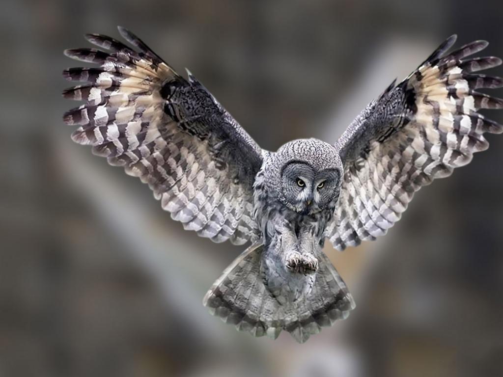 Snowy Owl Wallpaper HD