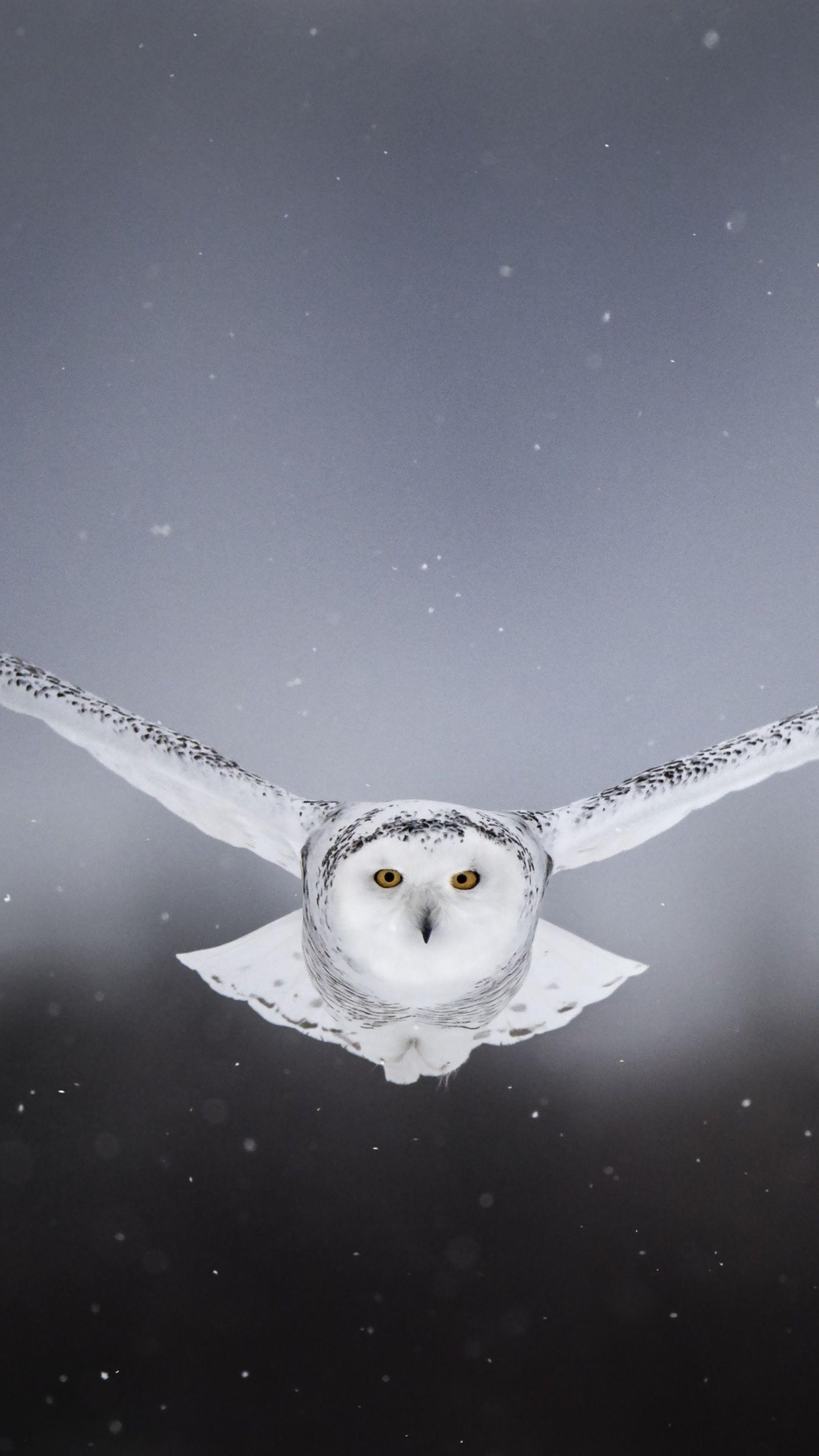 Animals #White Snow Owl Flying #wallpaper. Owl home decor