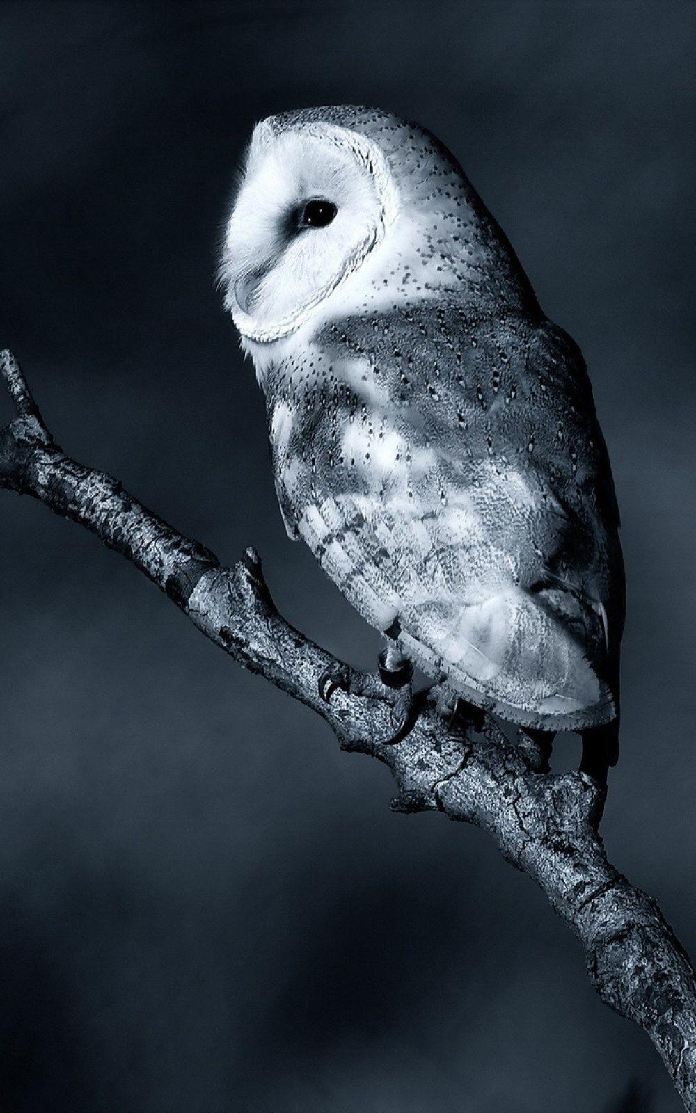 Night Owl Wallpaper Free Night Owl Background