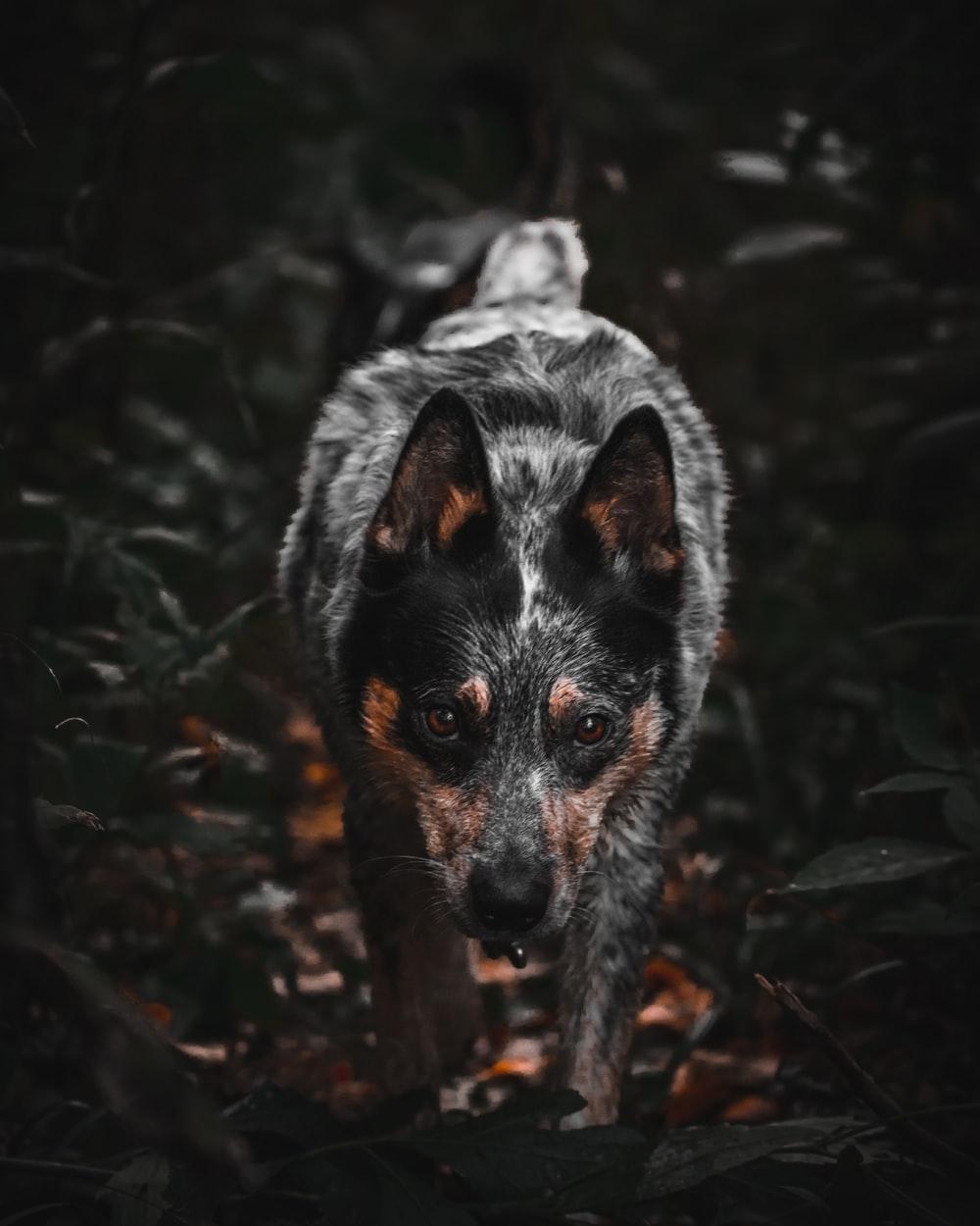Cattle Dog Picture. Download Free Image