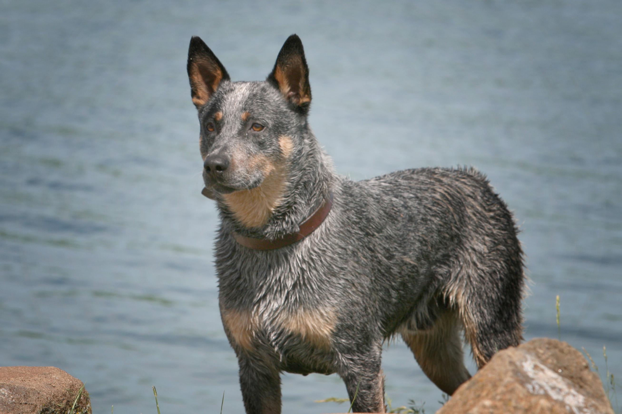 Australian Cattle Dog HD Wallpaper and Background Image