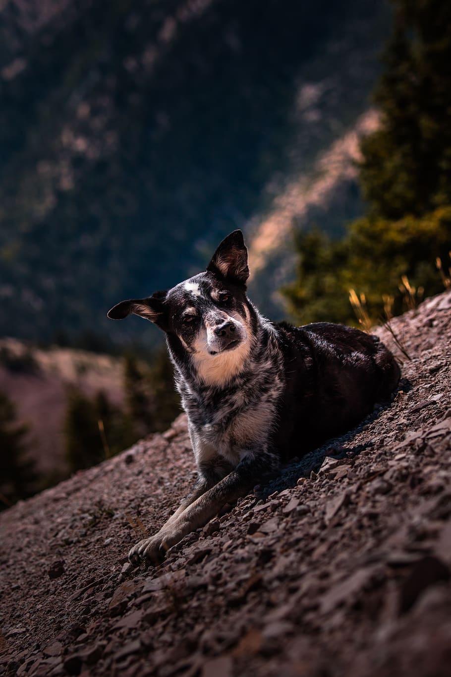 HD wallpaper: pet, blue heeler, dog, pets, mountain, hiking