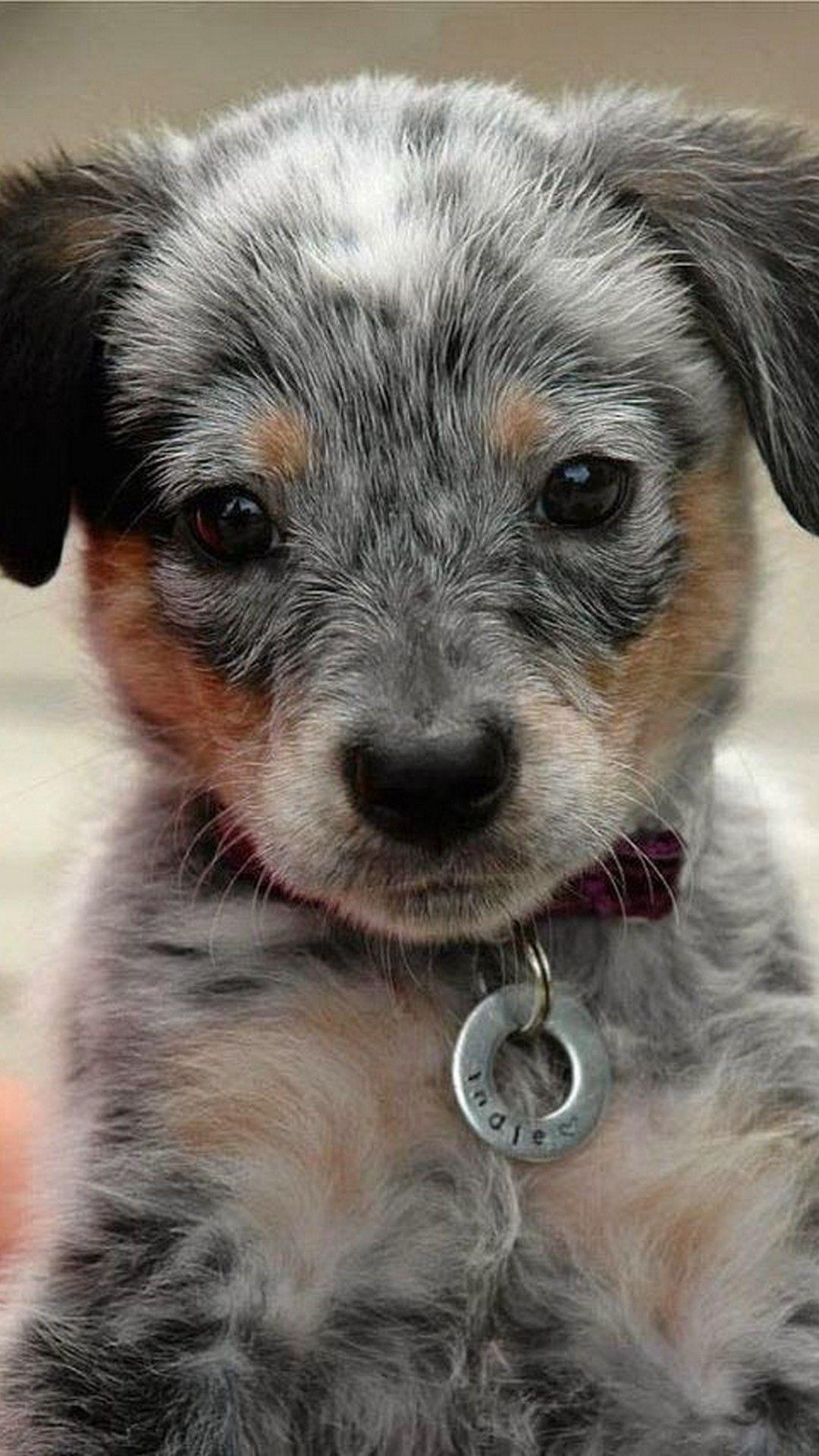 blue heeler puppy cute