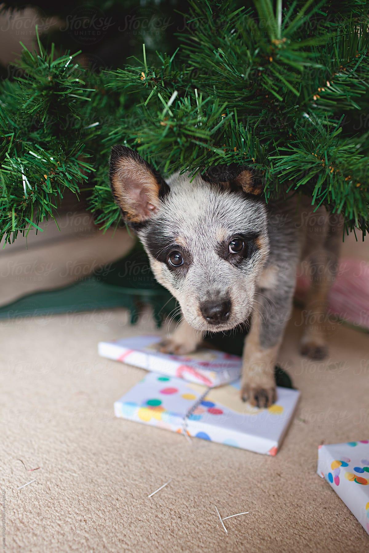 A young Blue Heeler puppy dog underneath the Christmas tree