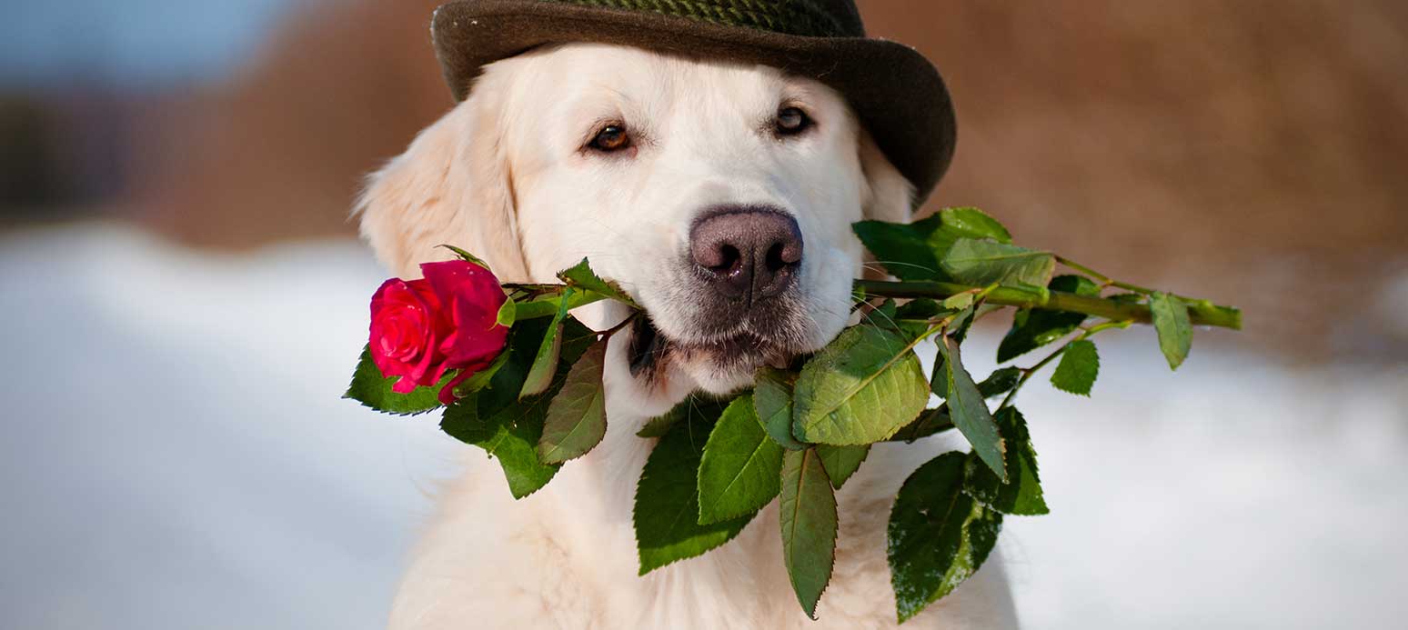 Celebrating Valentine's Day with Dogs and Cats