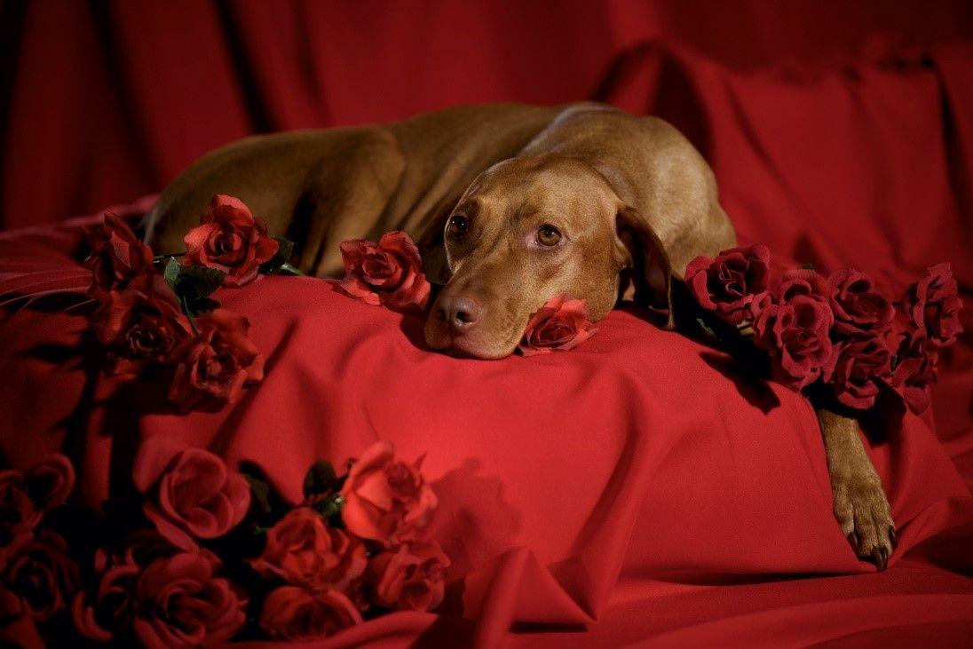 Inspiring Ecards For Valentine U Day Funny Dogs Wallpaper's Day Animal Background Wallpaper & Background Download