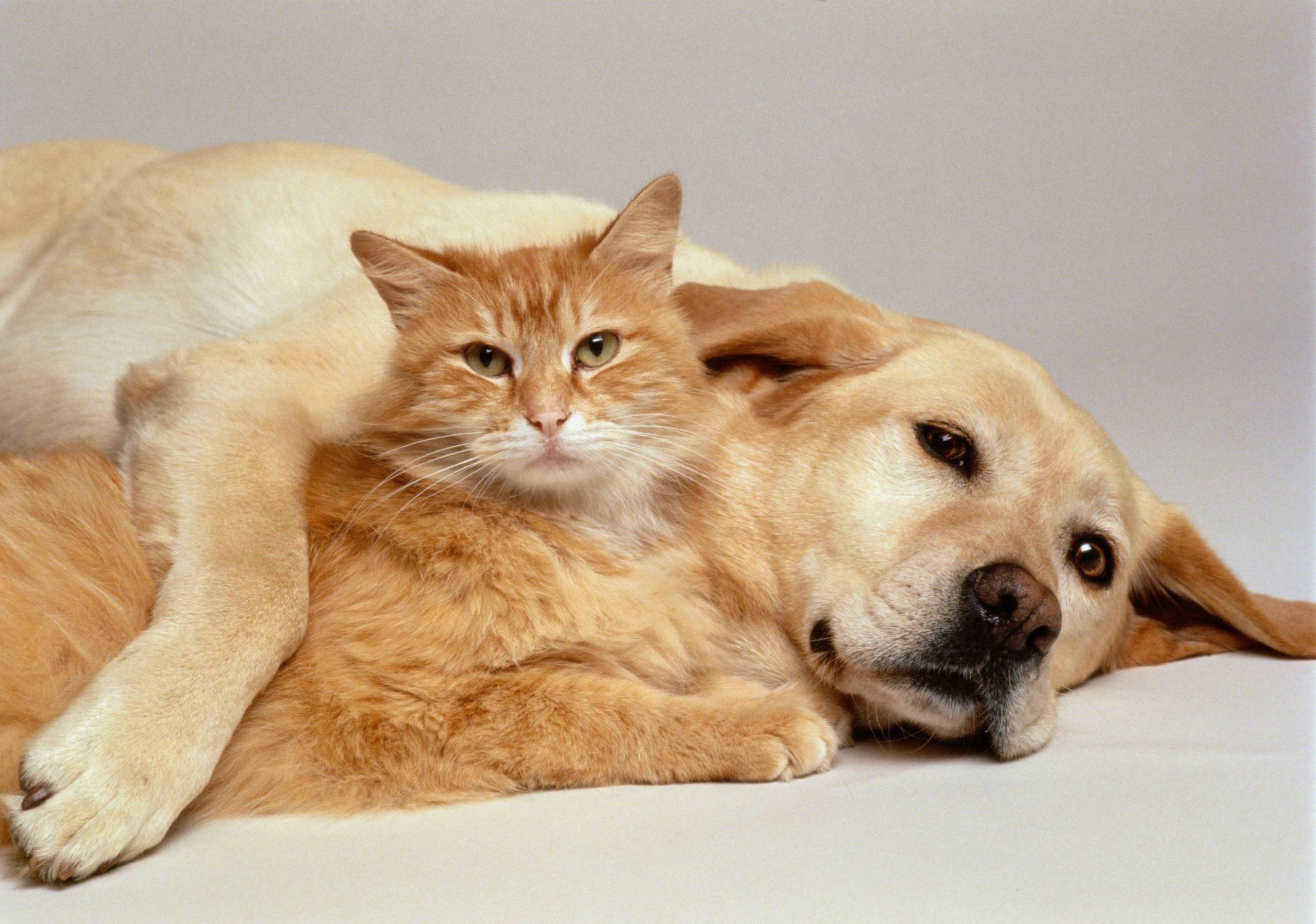 Wallpapers Of Cute Cats And Dogs Cat And Dog Wallpapers