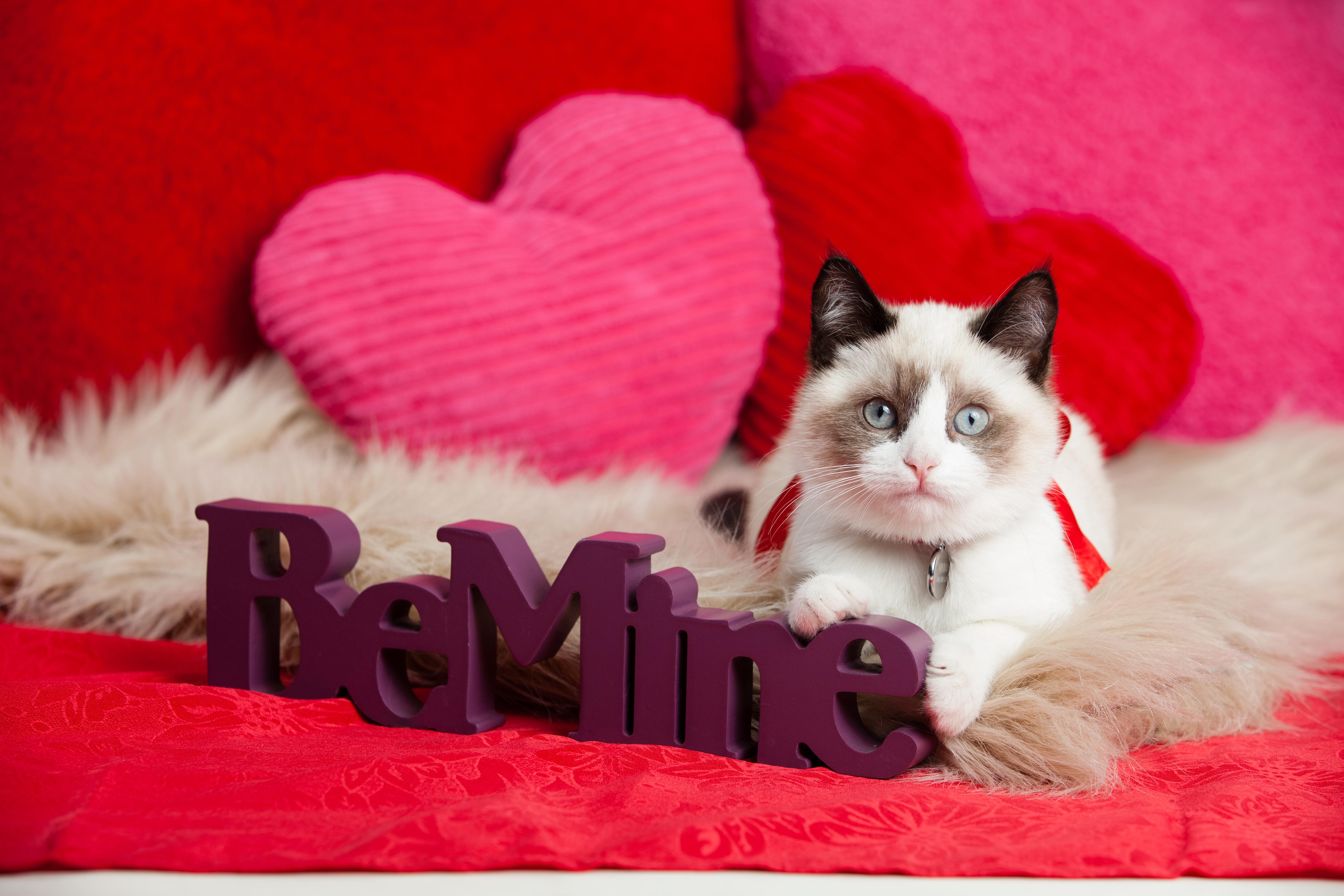 Cat Valentine Wallpaper