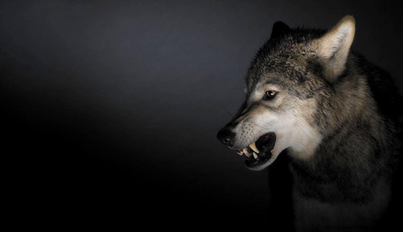 Angry Wolf Tumblr