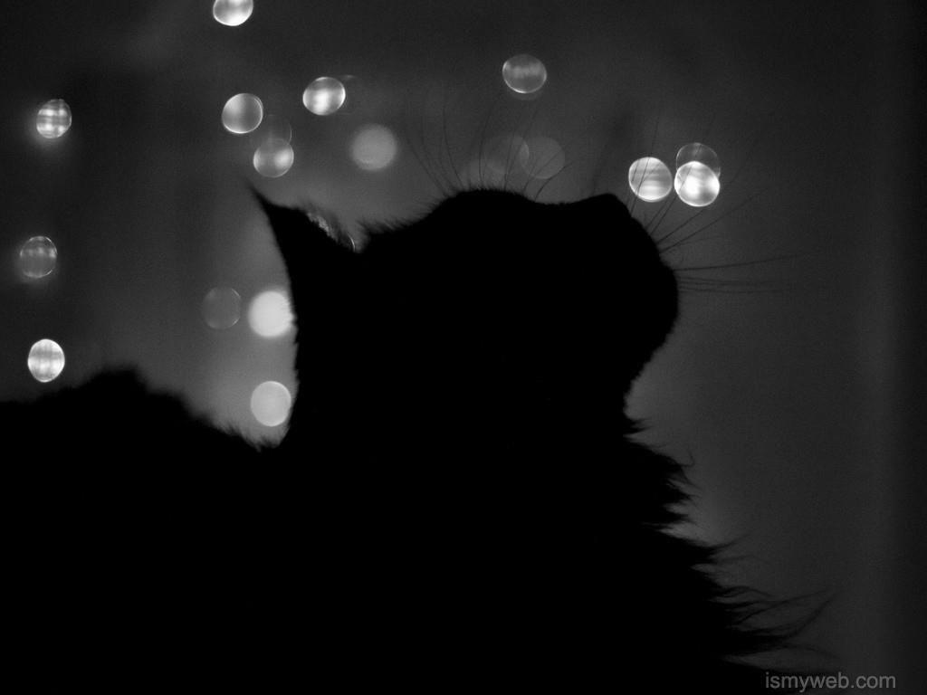 HD black cat computer Wallpaper Download 12. Cat wallpaper