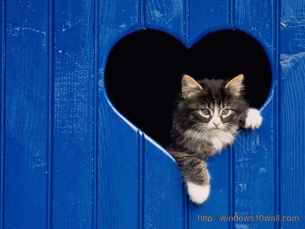 Cat In Heart Valentine Day 2014 Wallpaper 10